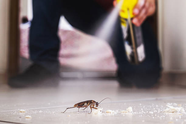 Reliable Bellevue, IA Pest Control Solutions